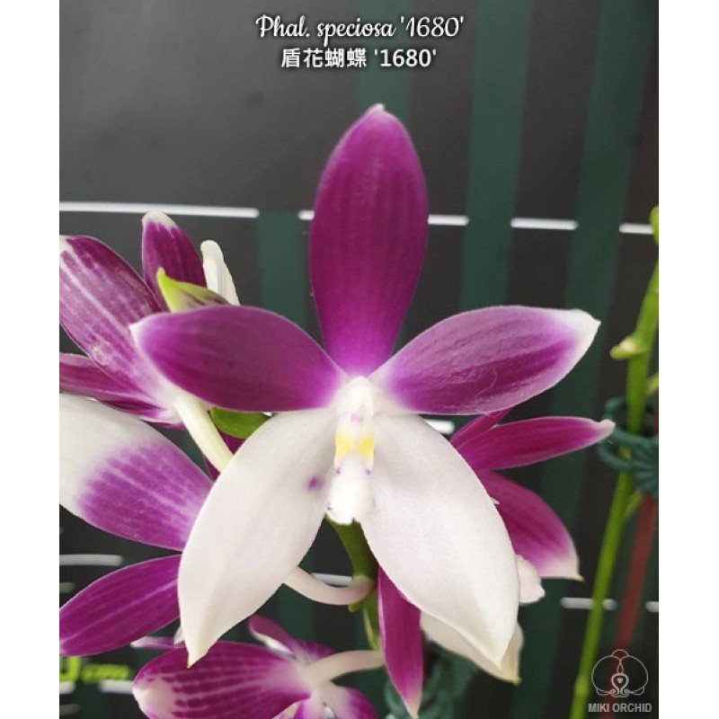 Орхiдея Phal. Speciosa 1680 - купити, доставка Україна